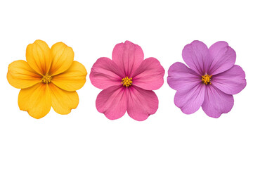 Fototapeta premium Vibrant yellow, pink, and purple flowers, cut out