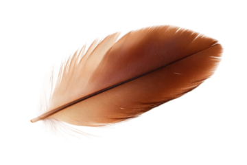 Soft brown feather lying on a light surface, cut out