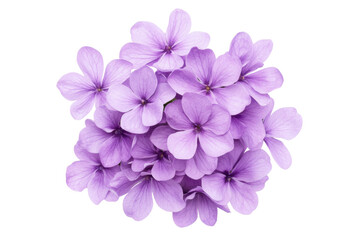 Obraz premium Vibrant clusters of purple flowers, cut out