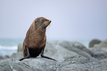 Seebär posiert an der Küste von Kaikoura