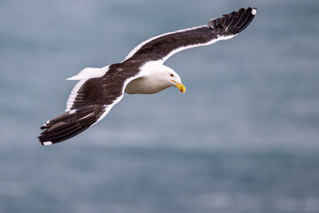 Dominikanermöwe im Flug an der Küste von Kaikoura