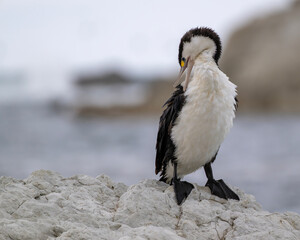 Elsterscharbe bei der Gefiederpflege an der Küste von Kaikoura