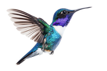 Obraz premium Colorful hummingbird hovering in mid-air, cut out
