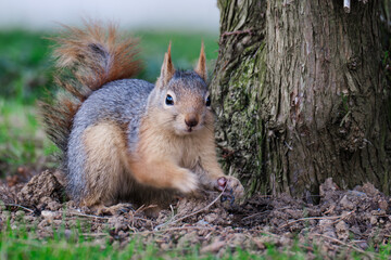 A cute squirrel standing on the grass. This close-up shot captures its curious look.