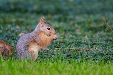A cute squirrel standing on the grass. This close-up shot captures its curious look.