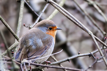 A robin perches on dried tree branches in autumn. This close-up shows its delicate details.