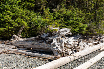 Rotten trees washed up by the waves on the beach Materials may be used in household