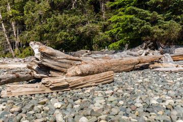 Rotten trees washed up by the waves on the beach Materials may be used in household