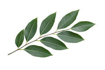 Detailed vibrant green leaves on a branch, cut out