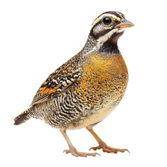 Fototapeta premium Quail isolated on transparent background, PNG