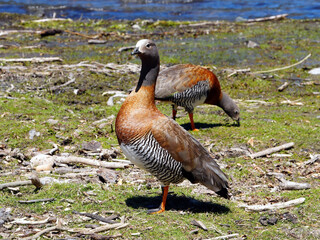 Ashy-headed goose from central Argentina.