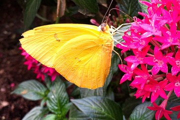 Yellow butterfly on flower, phoebis philea, orange-barred sulphur