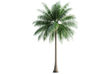 Lush green palm tree with a slender trunk, cut out