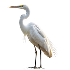 Serene Egret Detail isolated on transparent background, PNG