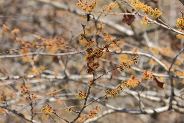 Flowers of Japanese witch hazel in full bloom that herald spring