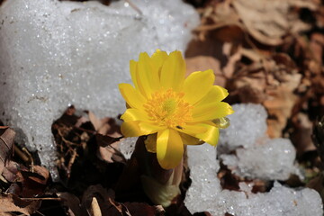 Beautiful flowers of Forked-stem adonis blooming in the sun light herald early spring