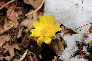Beautiful flowers of Forked-stem adonis blooming in the sun light herald early spring