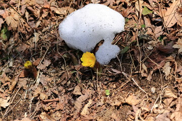 Beautiful flowers of Forked-stem adonis blooming in the sun light herald early spring