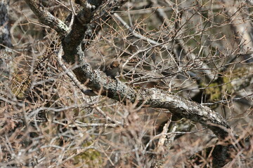 Japanese squirrel gnawing at tree moss