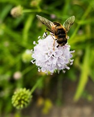 Bee on flower