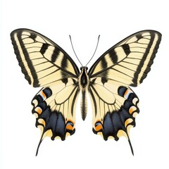 Fototapeta premium Capture the beauty of a swallowtail butterfly with vibrant hues and elegant shape, set against a white backdrop.