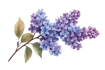 Lilac branch with purple and blue flowers in bloom, cut out