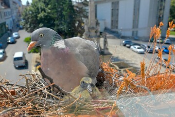 A dove and two little pigeons in the nest. Two days old baby squabs. Pigeon bird nest on the window...