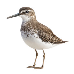 Obraz premium Sandpiper isolated on transparent background, PNG
