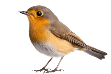 Fototapeta premium Colorful bird standing on its feet in profile view, cut out