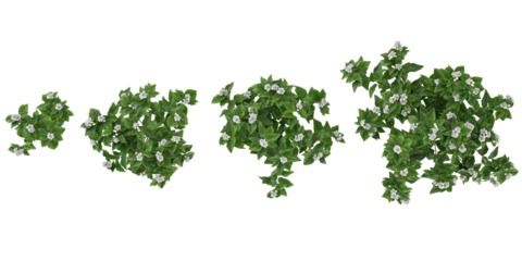 3d illustration of Jasminum flower plants on transparent background from the top view