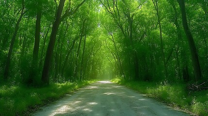 Fototapeta premium A Dirt Road Meanders Through a Lush Green Forest Landscape