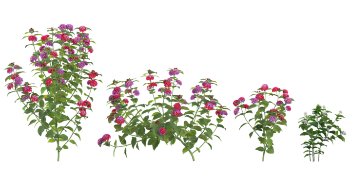 3d illustration of Lantana flower plants on transparent background