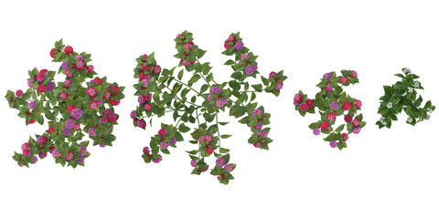 Fototapeta premium 3d illustration of Lantana flower plants on transparent background from the top view