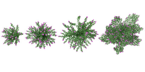 Collection of Cuphea flower plants on transparent background from the top view