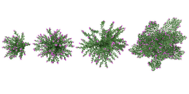 Collection of Cuphea flower plants on transparent background from the top view