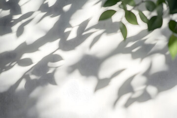 Abstract natural tree leaves shadow on white wall background