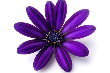 A Vibrant Purple Flower Displayed Beautifully On White Background