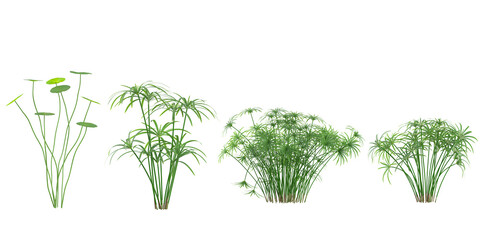 set of Arundo,Cyperus plants on transparent background