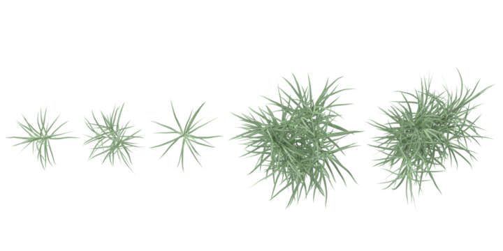 set of Pennisetum plants on transparent background from the top view