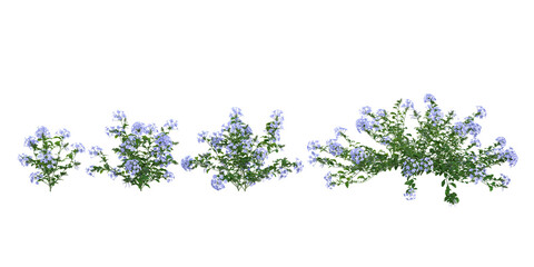 set of Plumbago flower plants on transparent background