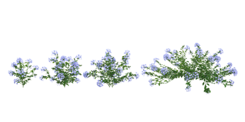 set of Plumbago flower plants on transparent background