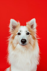 Fototapeta premium Icelandic Sheepdog dog on minimalistic colorful background with Copy Space. Perfect for banners, veterinary ads, pet food promotions, and minimalist designs.
