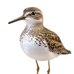 Obraz premium Sandpiper isolated on transparent background, PNG