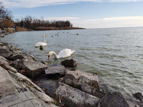 swan on the lake