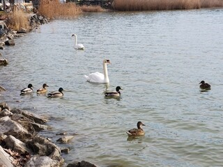 Fototapeta premium family of ducks