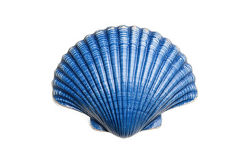 Blue scallop shell with distinct ridges and curves, cut out