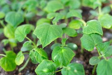 Cucumber seedlings growing in oil. Home gardening. Young cultivated seedlings in greenhouse. Spring horticulture