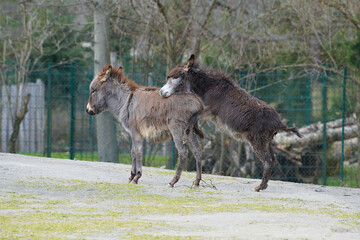 Two donkeys playing around