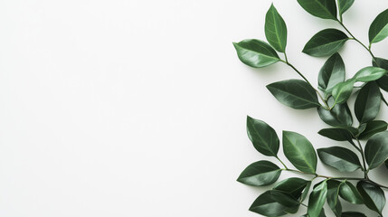  Elegant green leaves on a clean white background. A natural and minimalist composition, perfect for eco-friendly designs, branding, and nature-inspired templates. Empty space for text