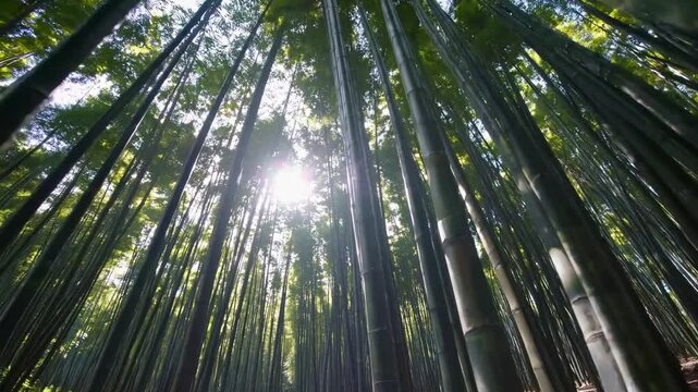 Peaceful Green Bamboo Forest with Tall Bamboo Stalks, Tranquil Natural Environment, Calm Serene Scene, Lush Vegetation, Zen Nature Background, Tropical Asian Landscape, Relaxation and Mindfulness